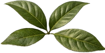 Golden Peach – vonná ingrediencia